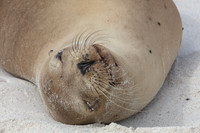 Sea Lion #6