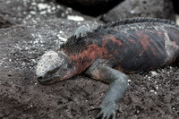 Marine Iguana #4