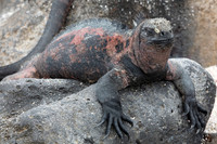 Marine Iguana #5