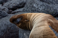 Sea Lion #14