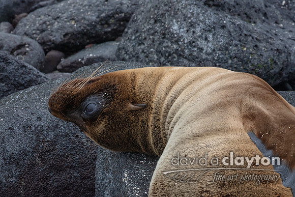 Sea Lion #14