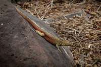 Lava Lizard #3