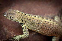 Lava Lizard #5