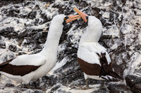 Nazca Booby