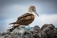 Blue Footed Booby