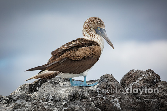 Blue Footed Booby