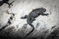 Marine Iguana