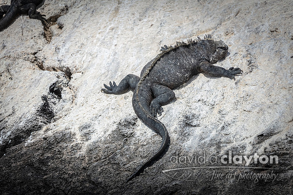 Marine Iguana