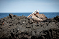 Brown Pelican