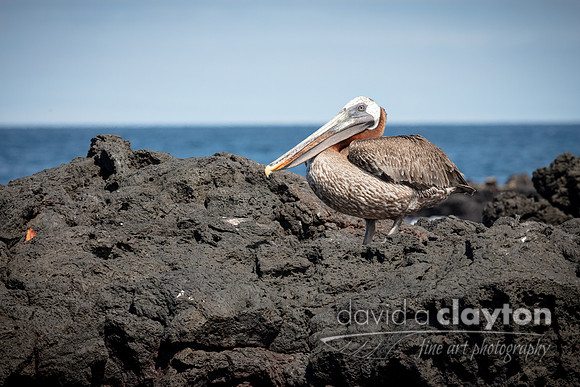 Brown Pelican