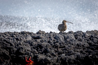 Whimbrel #2