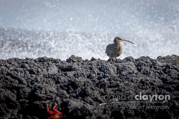 Whimbrel #2