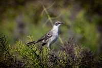 Mockingbird
