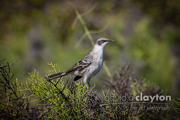 Mockingbird