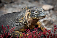 Land Iguana