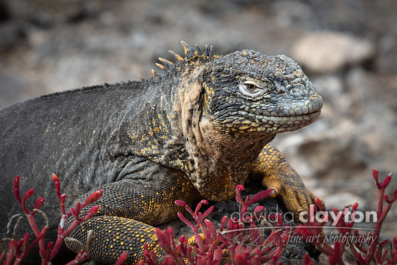 Land Iguana