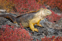 Land Iguana