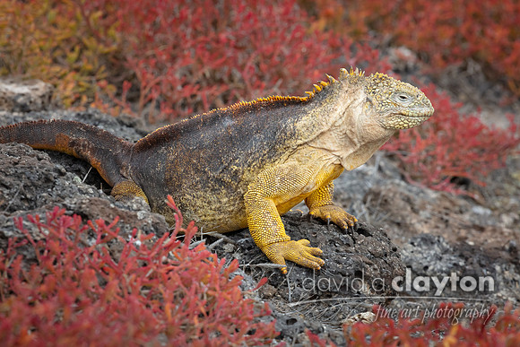 Land Iguana