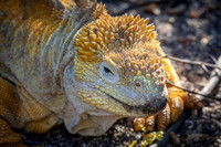 Land Iguana