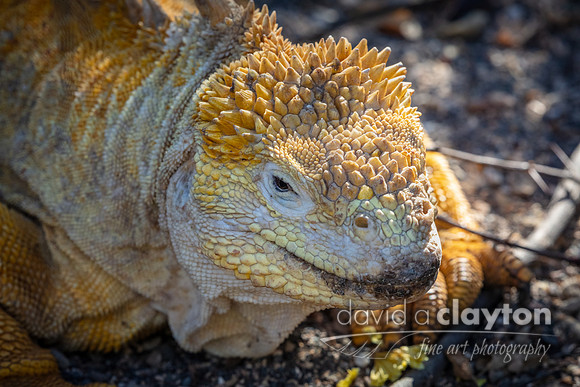 Land Iguana