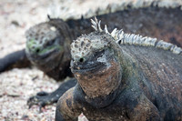 Marine Iguana