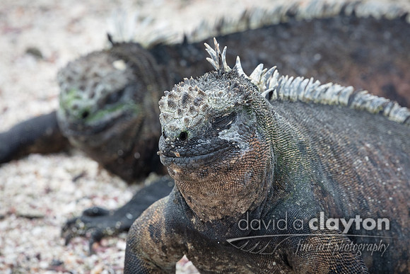 Marine Iguana
