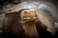 Galapagos Giant Tortoise