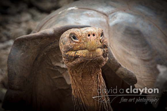 Galapagos Giant Tortoise