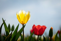 Tulips 02