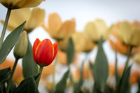 Tulips 03