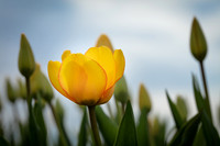 Tulips 04