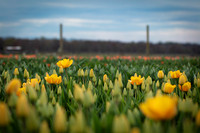 Tulips 05