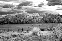 The Field