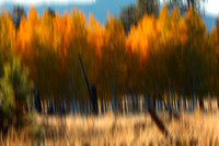 Aspens #1