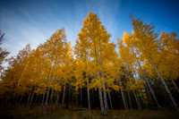 Aspens #2