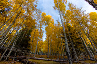 Aspens #3