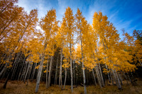 Aspens #4