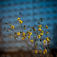 Gold and Blue