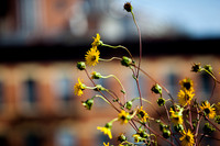 Gold Flowers