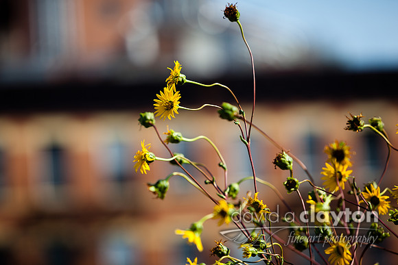 Gold Flowers