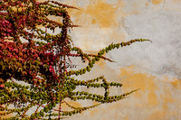 Wall Vines