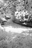 Weed Strewn Stream