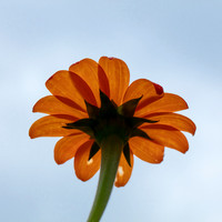 Orange Daisy #2