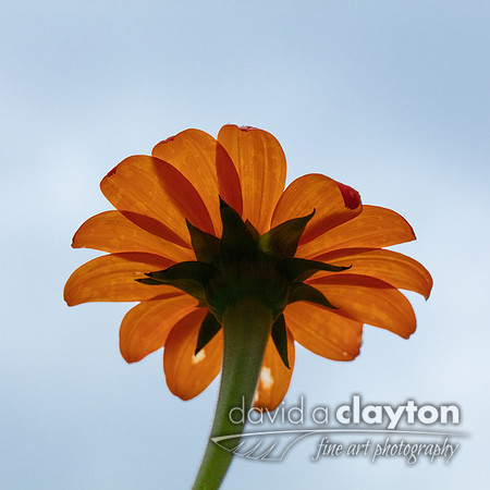 Orange Daisy #2