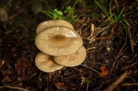 Tiny Mushrooms