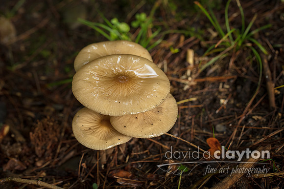 Tiny Mushrooms