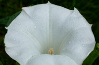 Wet Lilly