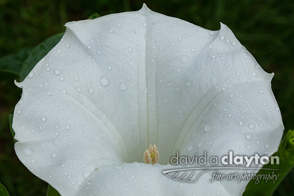Wet Lilly