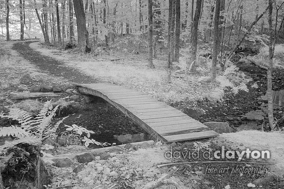 Acadia Trail