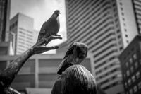 Pigeon Statue